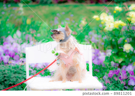 Dog and flower field 89811201
