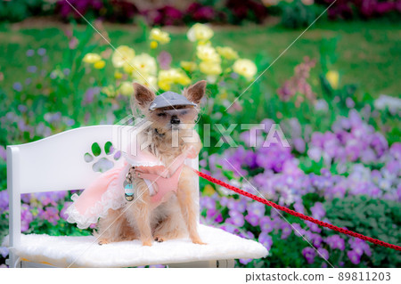 Dog and flower field 89811203