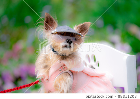 Dog and flower field 89811208