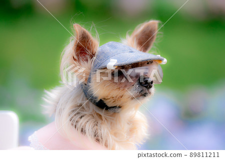 Dog and flower field Dog and flower field 89811211
