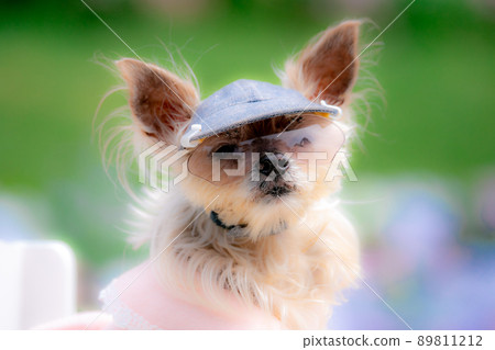 Dog and flower field 89811212