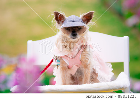 Dog and flower field Dog and flower field 89811223