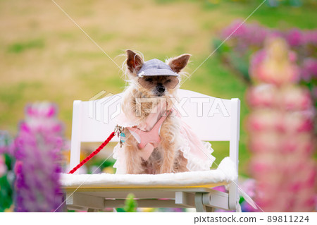 Dog and flower field Dog and flower field 89811224