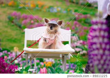 Dog and flower field Dog and flower field 89811225