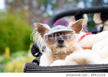 Dog and flower field Dog and flower field 89811226