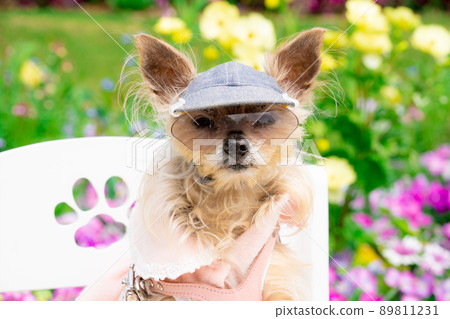 Dog and flower field Dog and flower field 89811231
