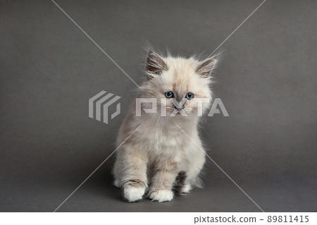 Cute fluffy kitten against gray background. Space for text 89811415