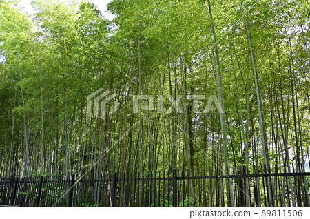 Green bamboo diameter 89811506