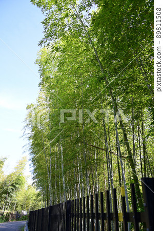 Blue sky and bamboo diameter Blue sky and bamboo diameter 89811508