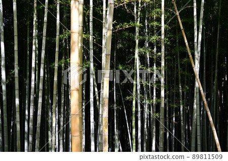 Bamboo in Bamboo Forest Park Bamboo in Bamboo Forest Park 89811509