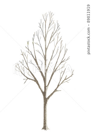 Background parts Winter roadside trees Ginkgo 89811919