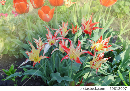 Beautiful tulip with stripe Stresa 89812097