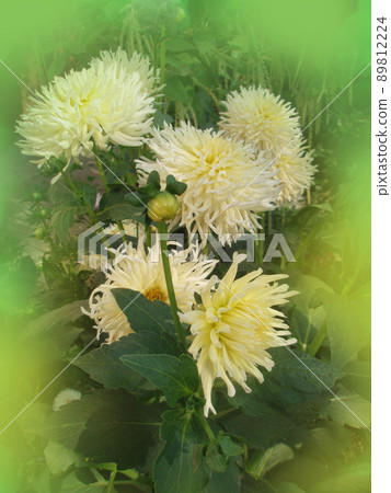 Dahlia cactus white  89812224