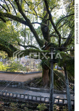 長滿苔蘚的樹 日本風景 老樹 Oki 長滿苔蘚的樹 日本風景 老樹 Oki 89812658
