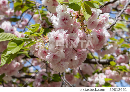 櫻花風景日本風景在藍天的佐倉 櫻花風景日本風景在藍天的佐倉 89812661