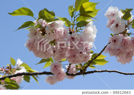 Double cherry blossoms in full bloom Spring Japanese landscape Cherry blossoms in the blue sky Double cherry blossoms in full bloom Spring Japanese landscape Cherry blossoms in the blue sky 89812663