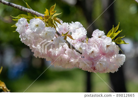 可愛的雙櫻花盛開的日本風景 可愛的雙櫻花盛開的日本風景 89812665