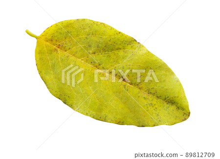 Autumn bilberry or blueberry leaf isolated Autumn bilberry or blueberry leaf isolated 89812709
