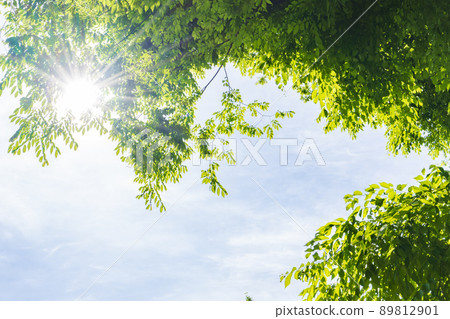 Image of fresh green Image of fresh green 89812901