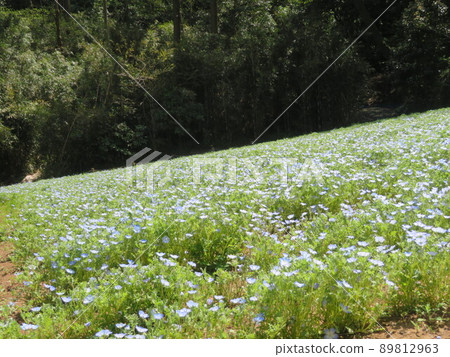 Kurihama Flower Park Kurihama Flower Park 89812963