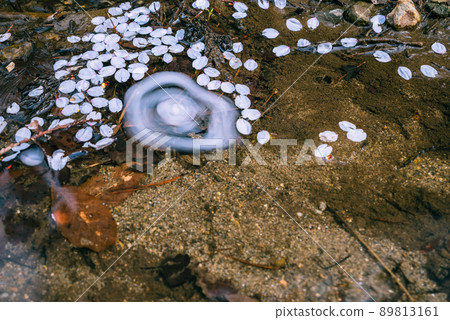 落入溪流的櫻花花瓣[慢快門] 89813161