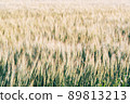 Wheat field 89813213