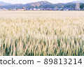 Wheat field 89813214