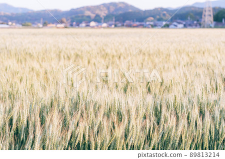 麥田 麥田 89813214
