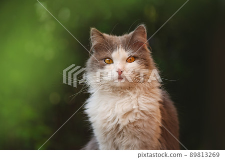 Young cat in the grass Young cat in the grass 89813269