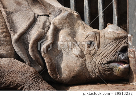 Buchu on the wall 89813282