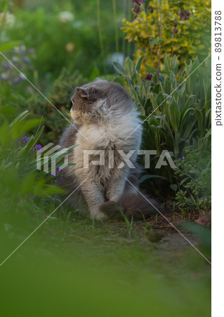 British kitten in colored flowers on nature. British kitten in colored flowers on nature. 89813788