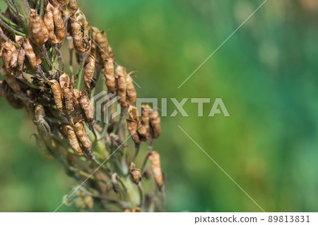 Delphinium inflorescene and seeds of  flowers. 89813831