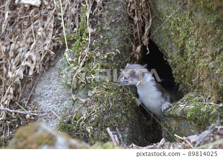 最小的黃鼠狼，世界上最小的食肉動物 89814025