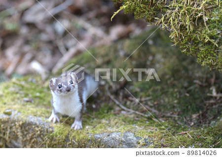 Least weasel, the world's smallest carnivore 89814026