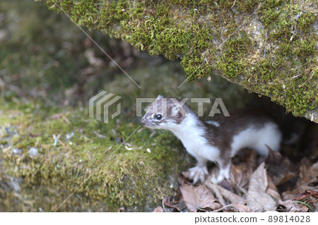 Least weasel, the world's smallest carnivore 89814028