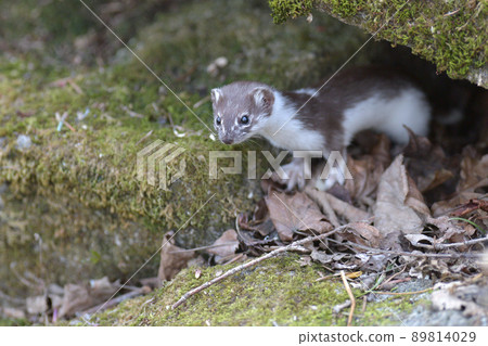 Least weasel, the world's smallest carnivore 89814029