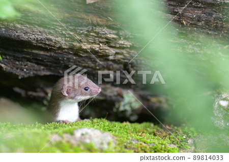 最少的黃鼠狼兒童 89814033