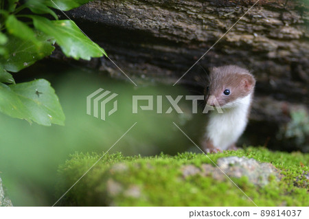 最少的黃鼠狼兒童 89814037