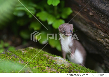 Least weasel children 89814042