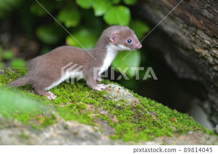 Least weasel children 89814045