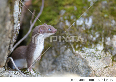Least weasel, the world's smallest carnivore 89814049