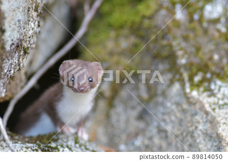 最小的黃鼠狼，世界上最小的食肉動物 89814050