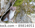 Least weasel, the world's smallest carnivore 89814051