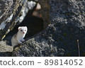 White weasel with winter hair 89814052