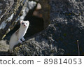 White weasel with winter hair 89814053