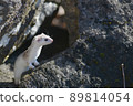 White weasel with winter hair 89814054