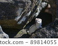 White weasel with winter hair 89814055