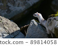White weasel with winter hair 89814058