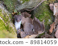 Least weasel, the world's smallest carnivore 89814059