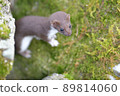 Least weasel, the world's smallest carnivore 89814060